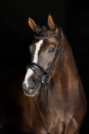 nachrapnik-szwedzki-czarny-lakierowany-full-covalliero
