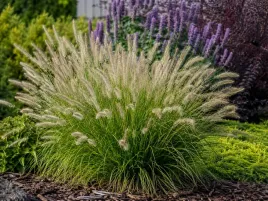 rozplenica-japonska-hameln-pennisetum-trawa-ozdobna-sadzonka