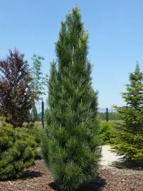 sosna-czarna-pyramidalis-pinus-nigra