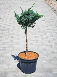 jalowiec-na-pniu-meyeri-50-60cm-c5-piekny-odporny-wytrzymaly-xl