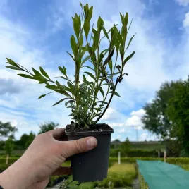 gaura-rosy-jane-sadzonka-04l-nowosc-na-polskim-rynku