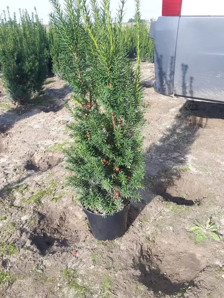 cis-posredni-hicksii-60-70cm-nazwa-lacinska-taxus-x-media-hicksii