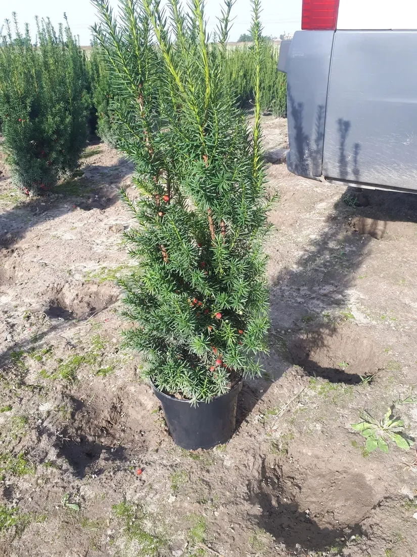 cis-posredni-hicksii-60-70cm