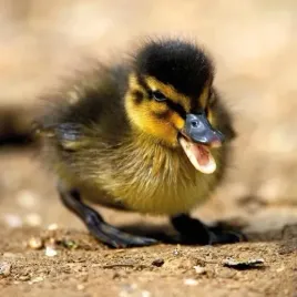 karnet-kwadrat-z-koperta-mallard-duckiling