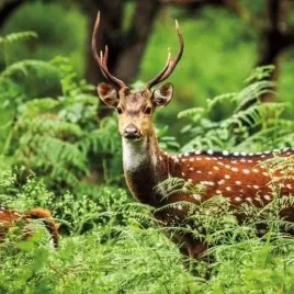 karnet-kwadrat-z-koperta-a-chital-deer