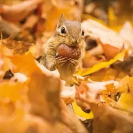 karnet-kwadrat-z-koperta-chipmunk-with-an-acorn