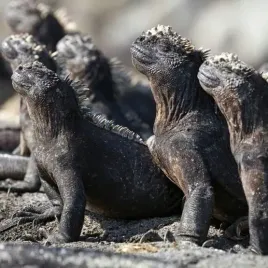 karnet-kwadrat-z-koperta-marine-iguanas