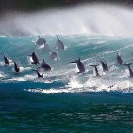 karnet-kwadrat-z-koperta-surfing-bottlenose-doplhi