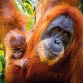 karnet-kwadrat-z-koperta-sumatran-orangutan-and-ba