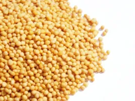 gorczyca-biala-ziarno-1-kg-duza-paka-przyprawa