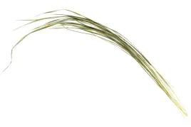 trawa-zubrowka-10-zdzbel-natural-premium