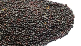 gorczyca-czarna-100g-od-skworcu