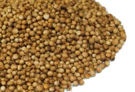 kolendra-w-ziarnach-100g-od-skworcu
