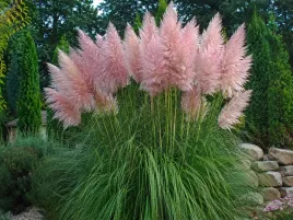 trawa-pampasowa-rozowa-cortaderia-selloana-rosea-sadzonka