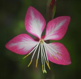 gaura-rosy-jane-sadzonka-04l-nowosc-na-polskim-rynku