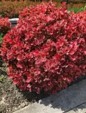 berberys-thunberga-ruby-star-p9-sadzonka-05l