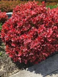 berberys-thunberga-ruby-star-p9-sadzonka-05l