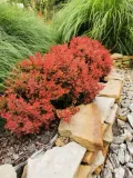 berberys-thunberga-ruby-star-p9-sadzonka-05l-rodzaj-rosliny-berberysy
