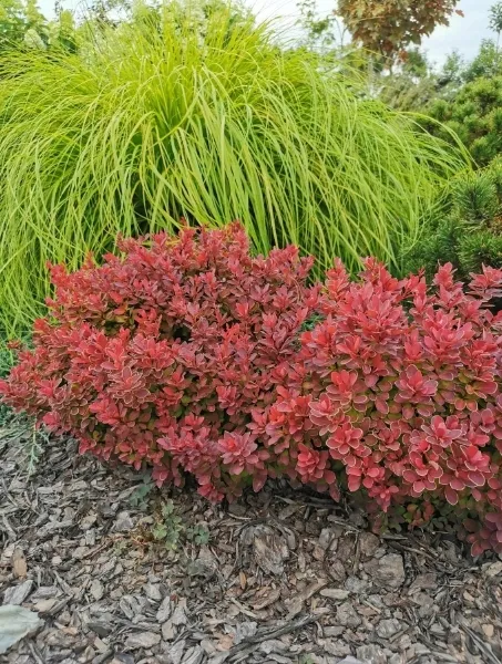 berberys-thunberga-ruby-star-p9-sadzonka-05l-roslina-w-postaci-sadzonka-w-pojemniku-05-1l
