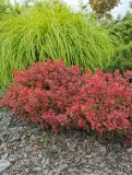 berberys-thunberga-ruby-star-p9-sadzonka-05l-roslina-w-postaci-sadzonka-w-pojemniku-05-1l