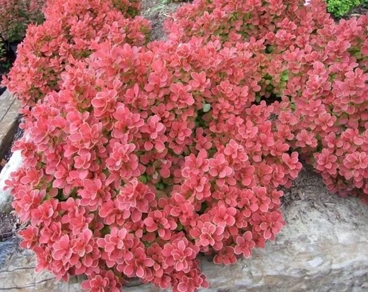 berberys-thunberga-ruby-star-p9-sadzonka-05l-wysokosc-sadzonki-6-8-cm