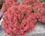 berberys-thunberga-ruby-star-p9-sadzonka-05l-wysokosc-sadzonki-6-8-cm