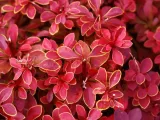 berberys-thunberga-ruby-star-p9-sadzonka-05l-stan-opakowania-oryginalne