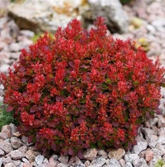 berberys-thunberga-ruby-star-p9-sadzonka-05l-numer-paszportu-sekcja-c-ber-b1-2026