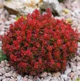 berberys-thunberga-ruby-star-p9-sadzonka-05l-numer-paszportu-sekcja-c-ber-b1-2026
