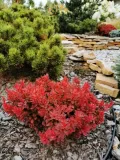 berberys-thunberga-ruby-star-p9-sadzonka-05l-kraj-polska