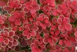 berberys-thunberga-ruby-star-p9-sadzonka-05l-producent-szkolka-drzew-i-krzewow-ozdobnych
