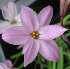 ifejon-charlotte-rozowy-sadzonka-p9