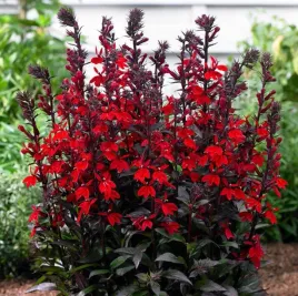 lobelia-queen-victoria-p9-sadzonka-04l