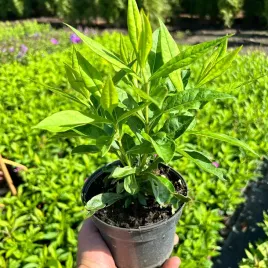 floks-wiechowaty-laura-p12-sadzonka-1l