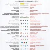 plan-zgorzelec-gorlitz-1-11-000-typ-publikacji-plan-miasta