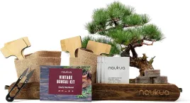 zestaw-startowy-do-uprawy-drzewek-bonsai-sosna-granat-swierk-jacaranda-x4