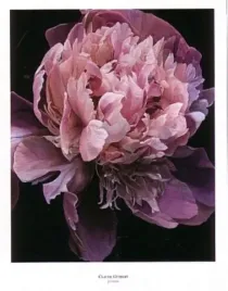 pivoine-claude-guibert-plakat-obraz-90x115cm