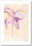 iris-i-sanderini-plakat-obraz-70x100cm-stan-nowy