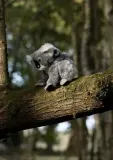 koala-z-dzieckiem-bohater-brak