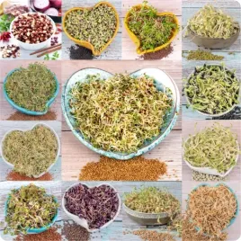 zestaw-nasiona-na-kielki-mix-odmian-latwa-uprawa-microgreens-21-szt-gratis