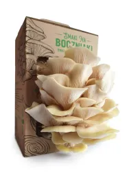 zestaw-do-uprawy-grzybow-snb-boczniak-cytrynowy