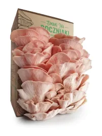 zestaw-do-uprawy-grzybow-snb-boczniak-sakura
