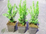 cis-posredni-hillii-15-25cm-rodzaj-rosliny-cis-producent-inna