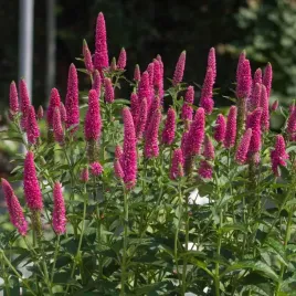 przetacznik-dlugolistny-veronica-longifolia-first-love