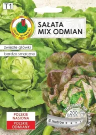 salata-glowiasta-maslowa-jubilatka-edyta-ozarowska-nasiona-na-tasmie-6-m