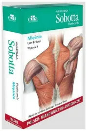 anatomia-sobotta-flashcards-miesnie-brauer-l