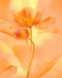 transparence-vii-robin-plakat-obraz-24x30cm