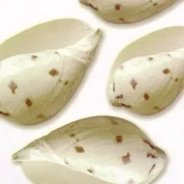 shells-i-jan-lens-plakat-obraz-30x30cm