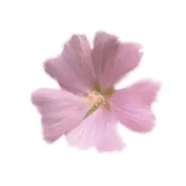 petales-roses-i-tasmin-phoenix-plakat-obraz-30x30cm