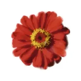 petales-rouges-ii-tasmin-phoenix-plakat-obraz-30x30cm